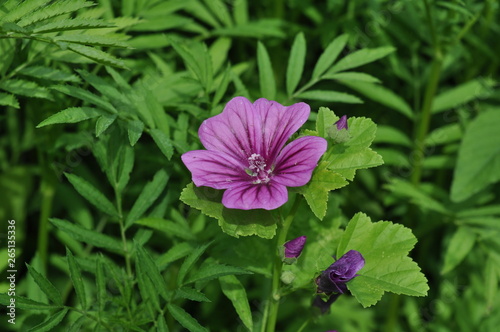 Flower - Mallow pink  low-growing  wild-growing