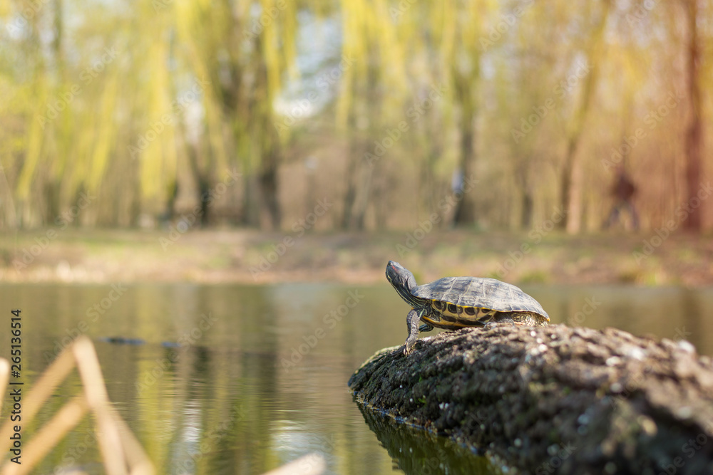 Turtle on a tree in the water.