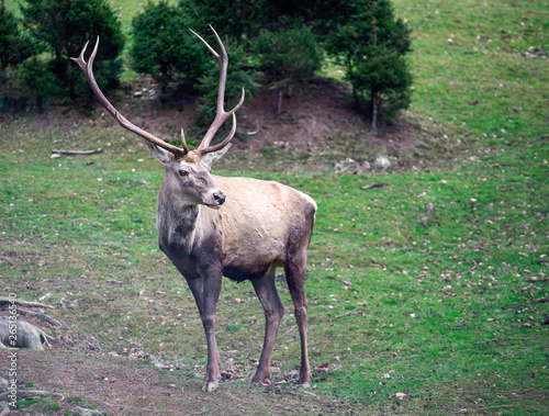 Canvas Print deer