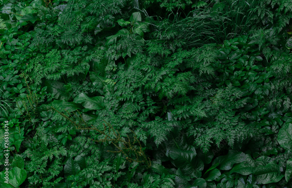 Green Leaves pattern background and Natural wallpaper Green Leaves pattern background and Natural wallpaper