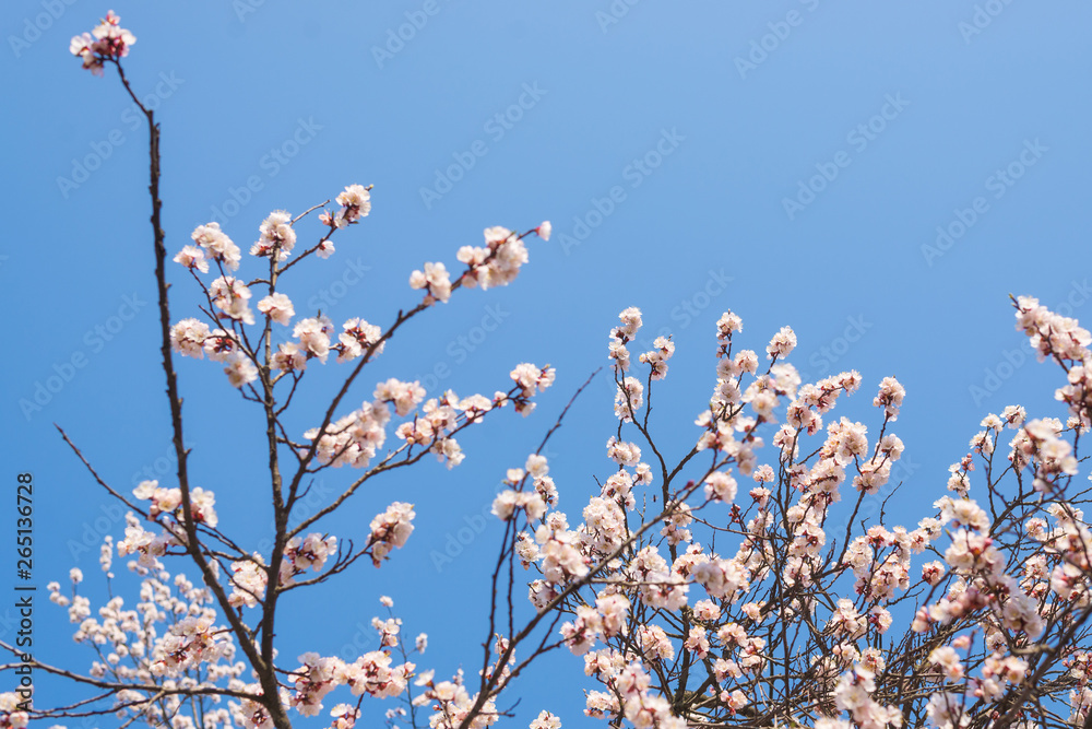 Flowering apricot branches against the blue sky. Flowering apricot branches against the blue sky.