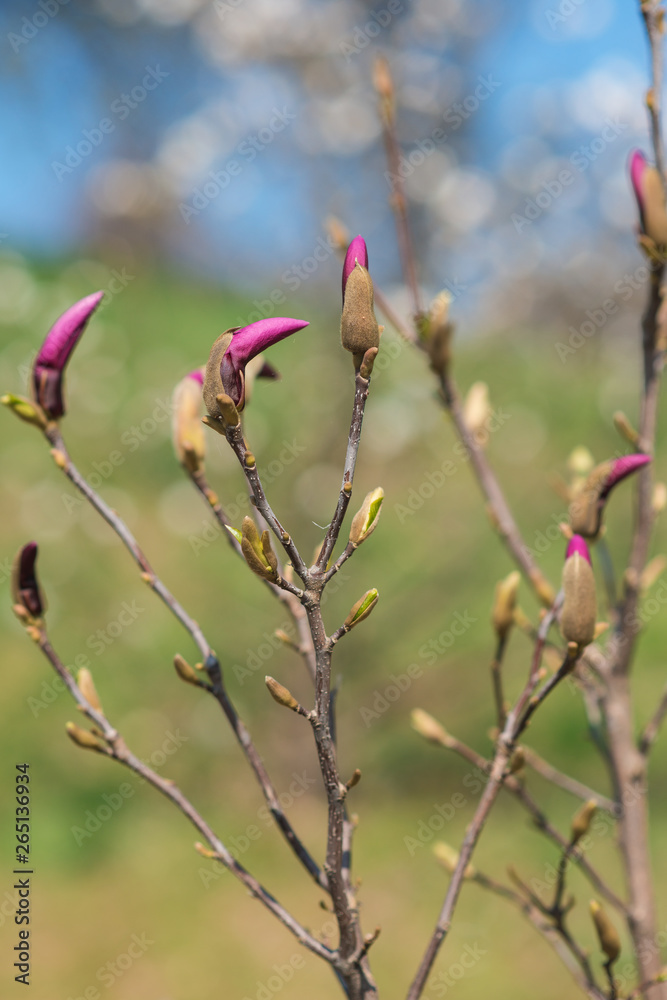 The first spring flowers of magnolia on a tree in a city park The first spring flowers of magnolia on a tree in a city park