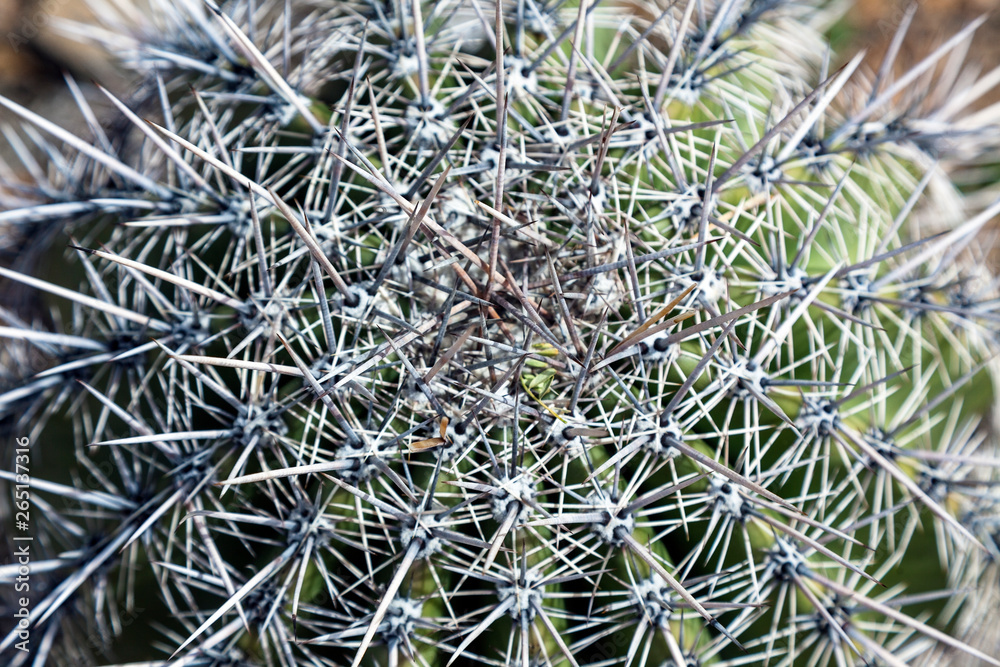 Close-up detail of spiny barrel cactus needles. Close-up detail of spiny barrel cactus needles.