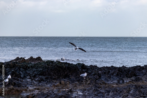 Sea Bird coming in to land