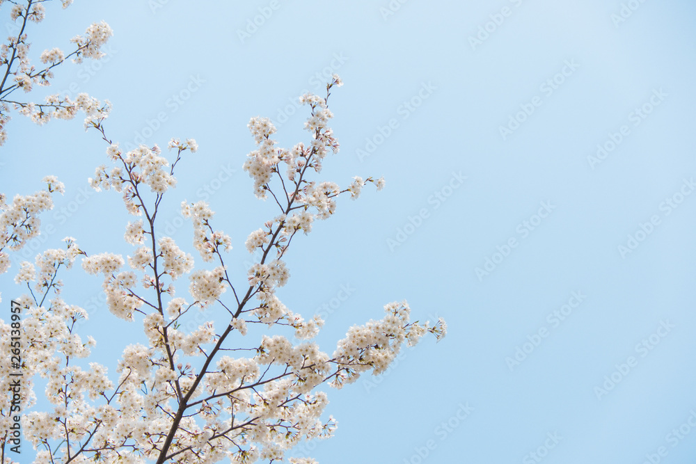 Close up white sakura flower blossom on tree in spring seasonal,natural background Close up white sakura flower blossom on tree in spring seasonal,natural background