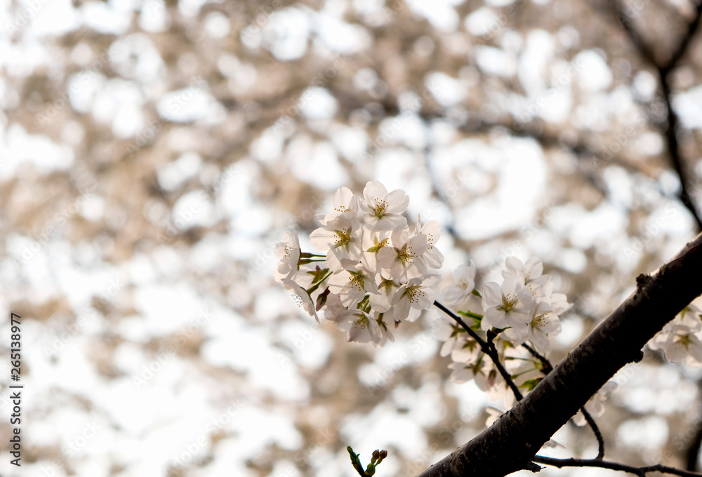 Close up white sakura flower blossom on tree in spring seasonal,natural background Close up white sakura flower blossom on tree in spring seasonal,natural background
