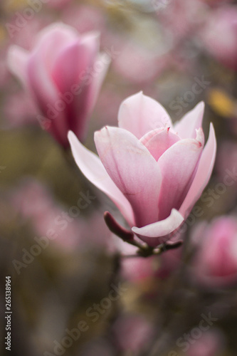 beautiful pink magnolia flower