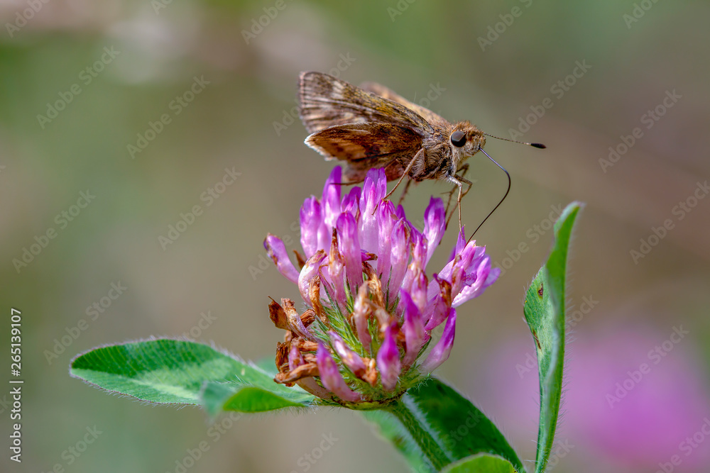 Macro photography of a skipper butterfly feeding on a red clover flower, with a clear view of its proboscis. Captured at the Andean mountains of central Colombia. Macro photography of a skipper butterfly feeding on a red clover flower, with a clear view of its proboscis. Captured at the Andean mountains of central Colombia.