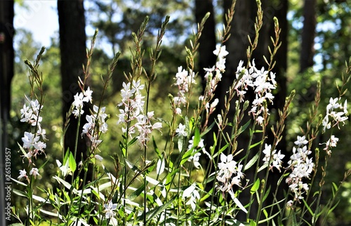 White flower of Gaura lindheimeri or Whirling Butterflies on blurred garden background, Spring in Georgia USA. photo
