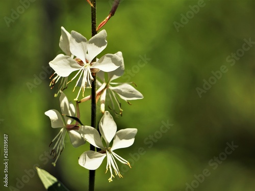 White flower of Gaura lindheimeri or Whirling Butterflies on blurred garden background, Spring in Georgia USA. photo