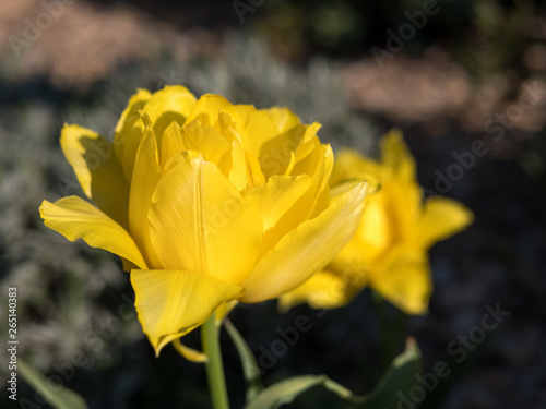 Tulipe fra  chement ouverte