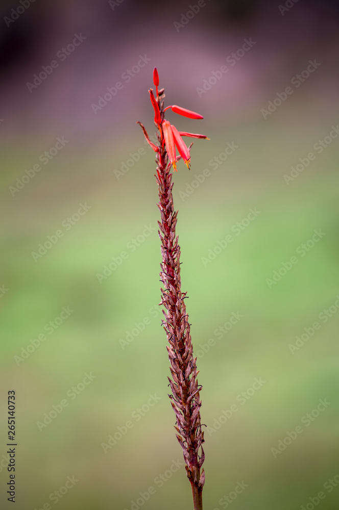 Close-up photography of what left of the petals of a red hot poker flower. Captured at the Andean mountains of central Colombia. Close-up photography of what left of the petals of a red hot poker flower. Captured at the Andean mountains of central Colombia.