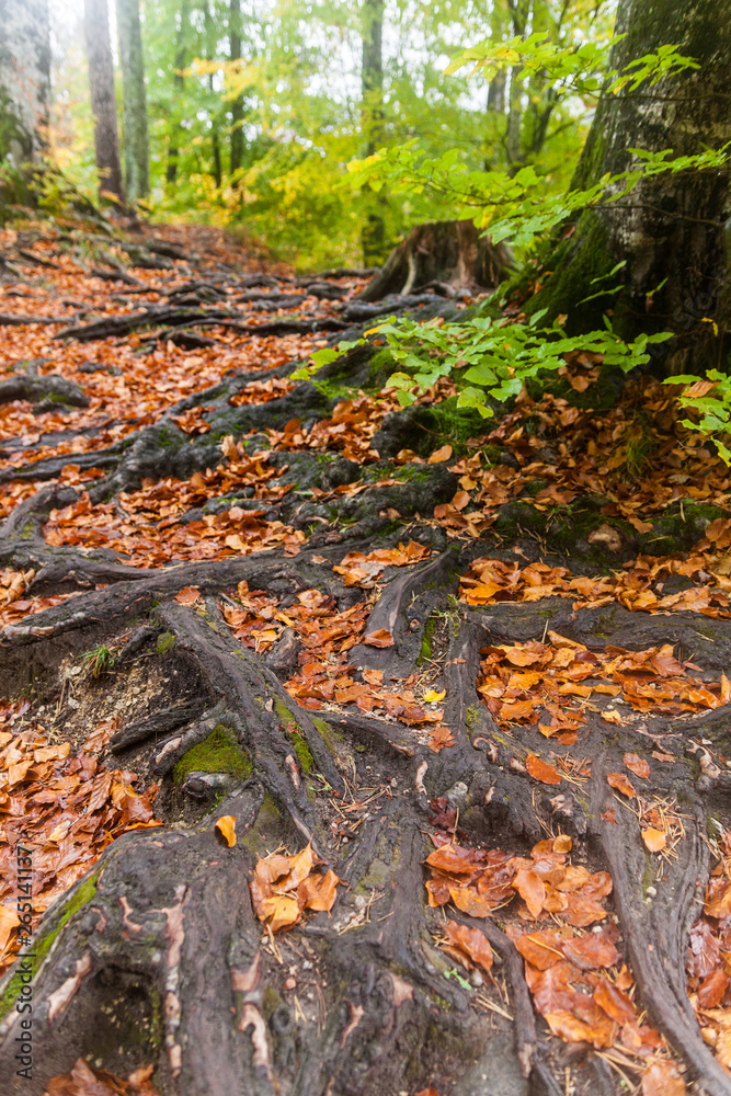 Roots in autumn