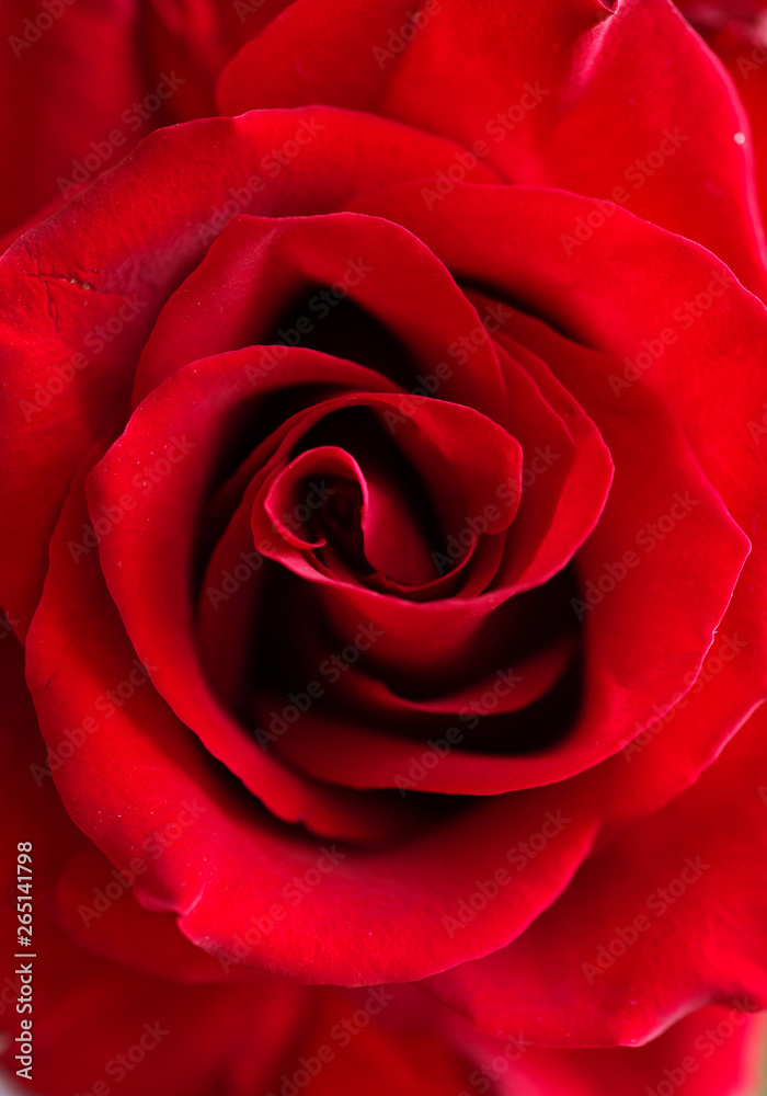 deep red rose background. macro shot deep red rose background. macro shot