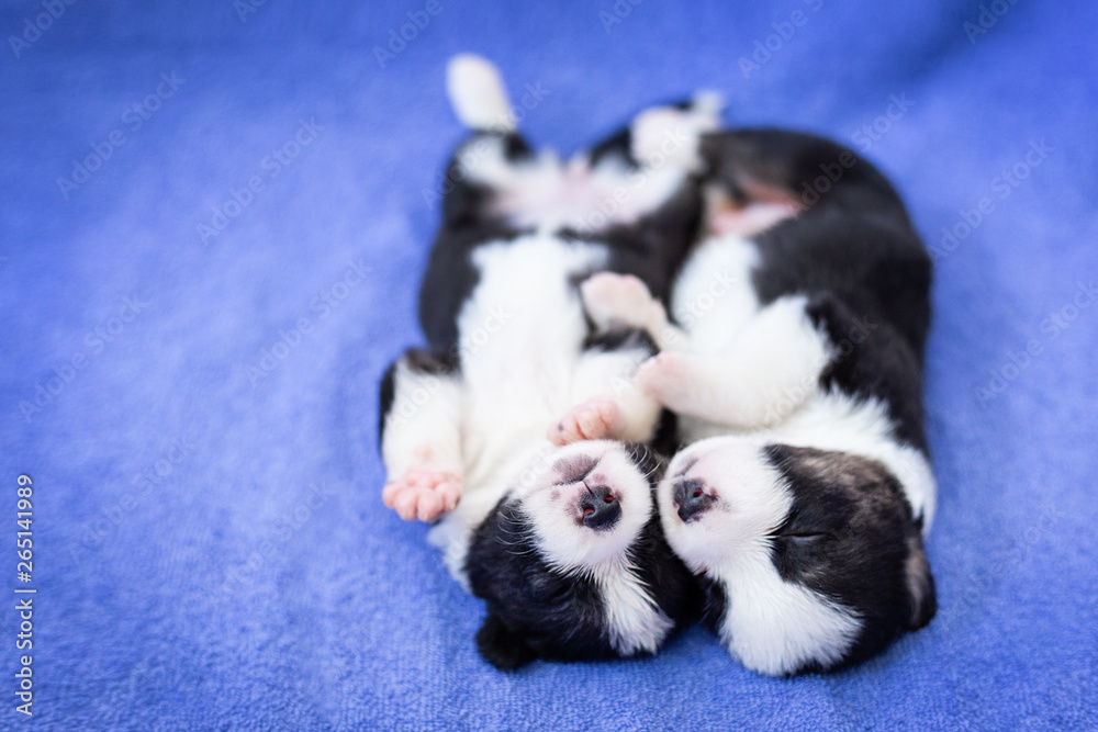 Two newborn cute black and white fluffy Welsh Corgi Cardigan puppies lie on their backs with their faces to the camera on a blue carpet at home. pet dog is sleeping and resting Two newborn cute black and white fluffy Welsh Corgi Cardigan puppies lie on their backs with their faces to the camera on a blue carpet at home. pet dog is sleeping and resting
