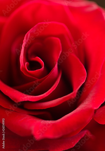 deep red rose background. macro shot