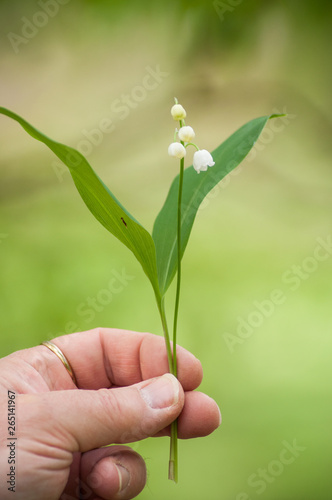 closeup of lily of the valley flowers in hand of woman in the forest
