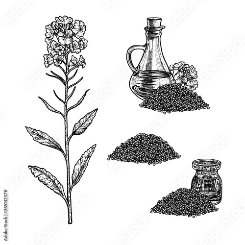 Hand drawn set of plant rape. Vintage vector sketch