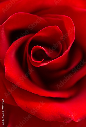 deep red rose  background. macro shot