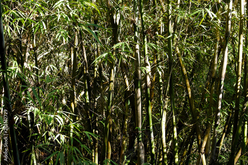 Bamboo canes in a Yunnan forest, China