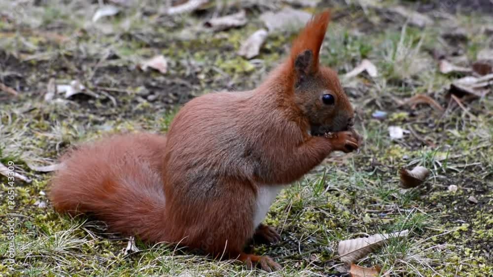 Squirrel (Sciurus vulgaris) in a park in Berlin Spandau from march 30, 2016, Germany Squirrel (Sciurus vulgaris) in a park in Berlin Spandau from march 30, 2016, Germany