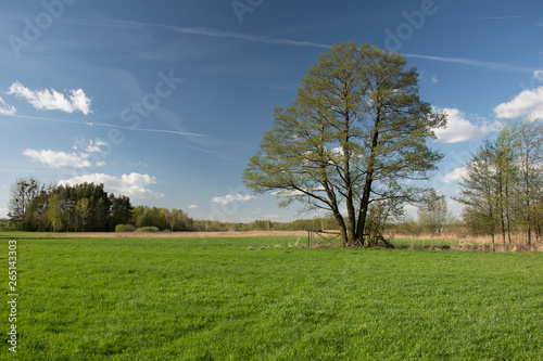 Big tree on a green meadow  white clouds on blue sky