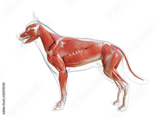 Photography 3d rendered medically accurate illustration of the dogs muscle system