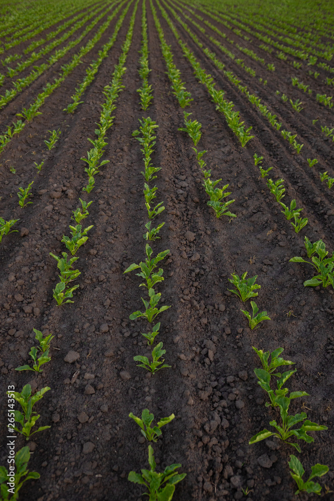 Field with young beets