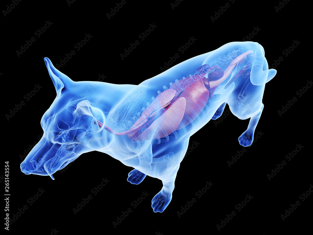 Fototapeta premium 3d rendered medically accurate illustration of a dogs internal organs