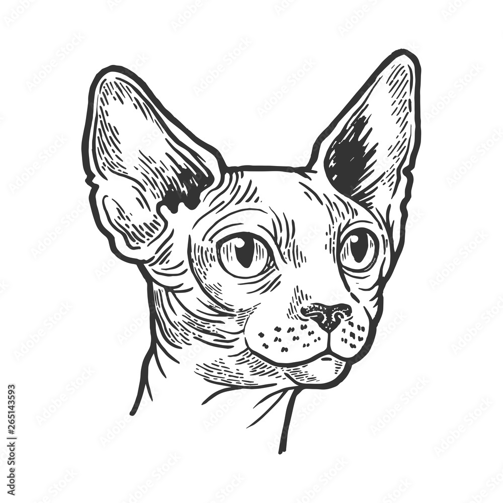 Sphynx cat animal head sketch engraving vector illustration. Scratch board style imitation. Black and white hand drawn image.