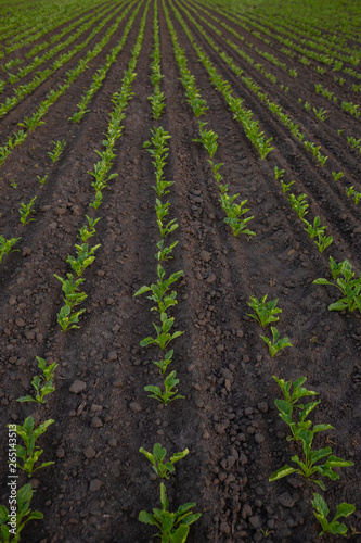 Field with young beets