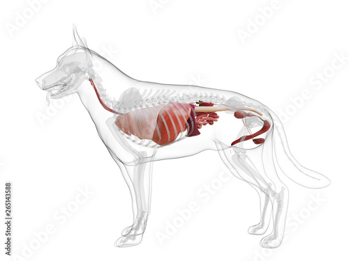 3d rendered medically accurate illustration of a dogs internal organs photo