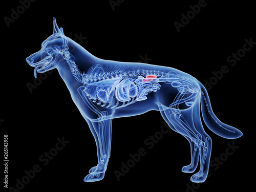 Sticker 3d rendered medically accurate illustration of the dogs kidneys