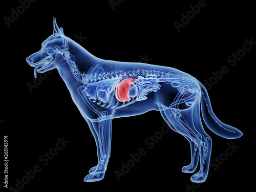 Photography 3d rendered medically accurate illustration of the dogs liver