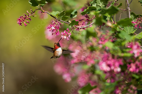 Rufous Hummingbird (ID: 265144107)