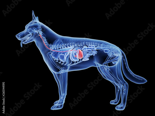 Photography 3d rendered medically accurate illustration of a dogs stomach