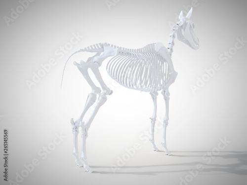 3d rendered medically accurate illustration of the horse skeletal system