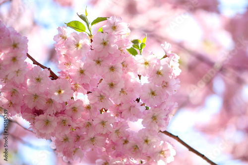 Pink cherry blossom on trees