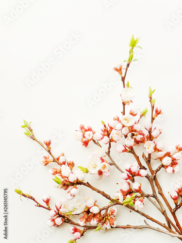 Apricot blossom on white © AGfoto