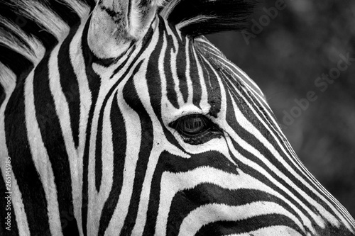Zebra Close Up