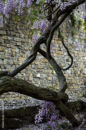 wisteria tree over brick wall