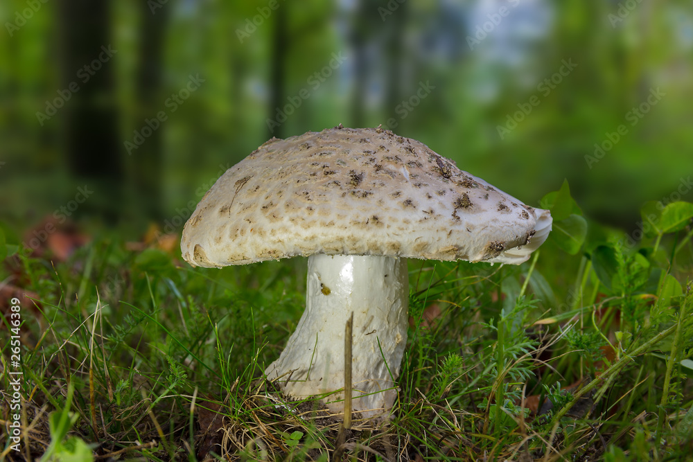 A poisonous mushroom that looks beautiful but deadly, on a meadow, a closeup with beautiful bokeh in the background. A poisonous mushroom that looks beautiful but deadly, on a meadow, a closeup with beautiful bokeh in the background.