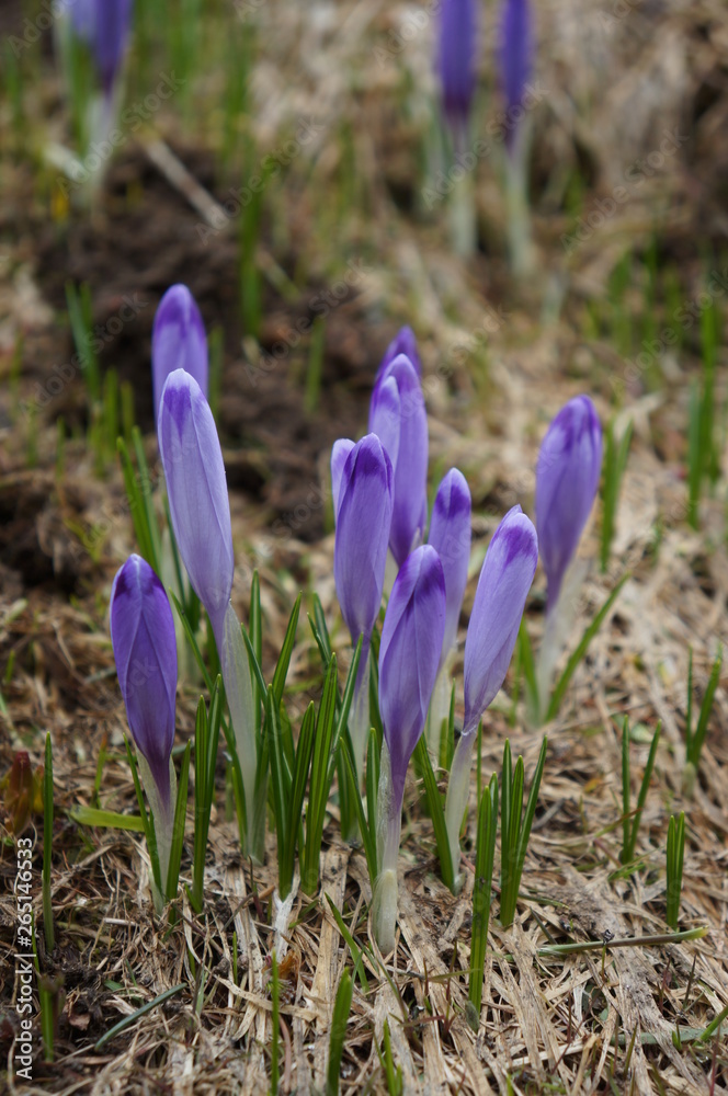 krokusy