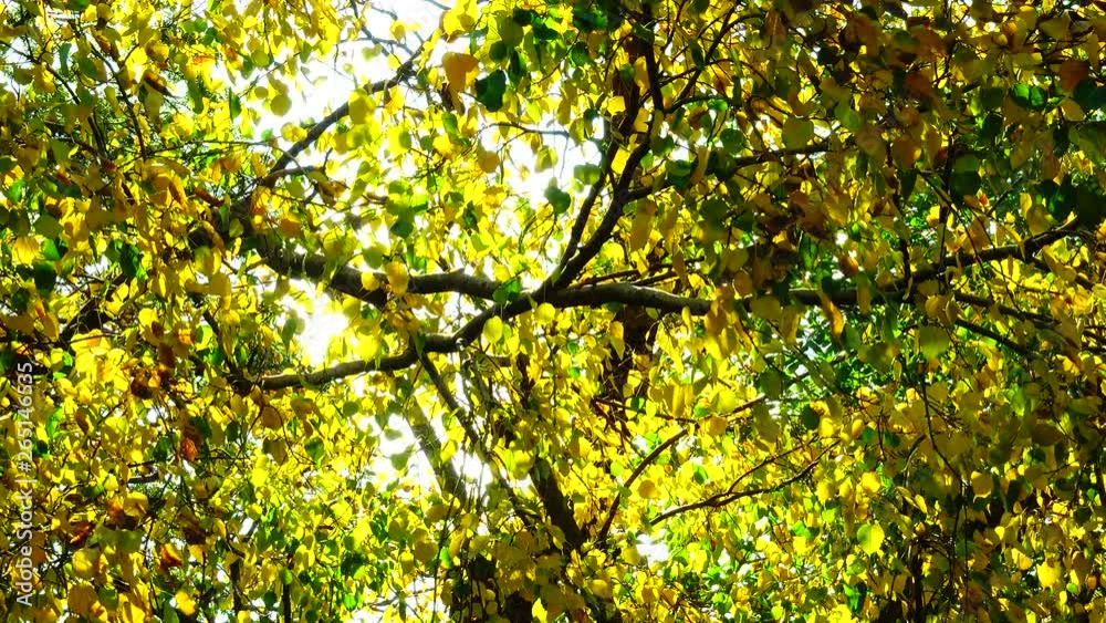 4K Beautiful golden autumn leaves yellow green plant nature backgound 4K Beautiful golden autumn leaves yellow green plant nature backgound