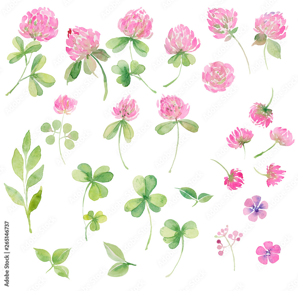 Watercolor set of flowers pink clover .  Leaves and flowers. Hand drawing for cards, invitations, decor