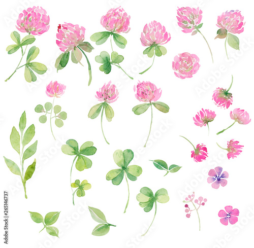 Watercolor set of flowers pink clover .  Leaves and flowers. Hand drawing for cards  invitations  decor
