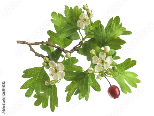 Hawthorn