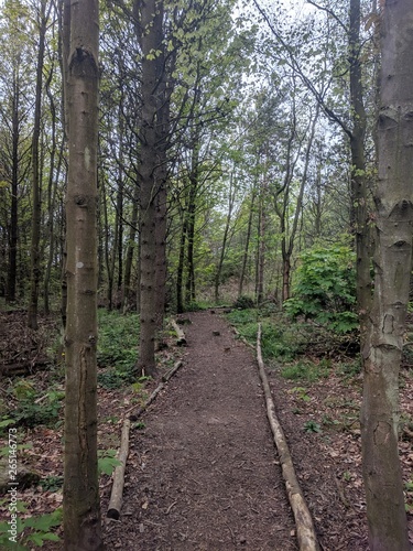 Wallpaper Mural road in the forest Torontodigital.ca