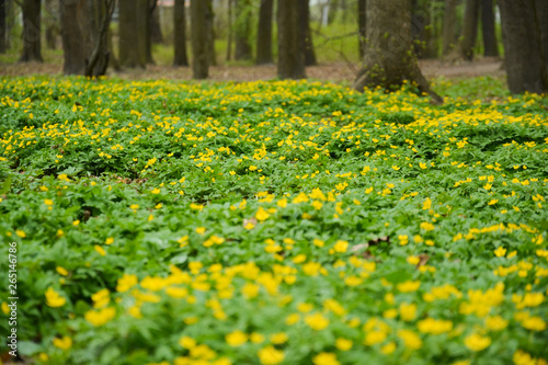 young grass with yellow flowers in spring in a park on a sunny day