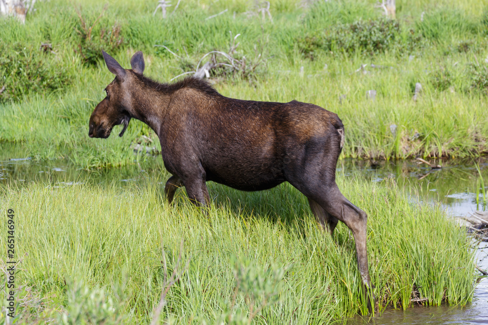Shiras Moose in the Rocky Mountains of Colorado Shiras Moose in the Rocky Mountains of Colorado